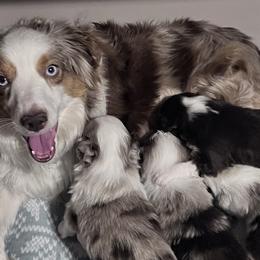 Miniature Australian Shepherds from ST Forest Aussies