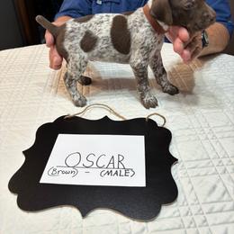 Oscar - Liver roan male German Shorthaired Pointer puppy in Morgantown, Indiana from Kevin Funkhouser Kennel