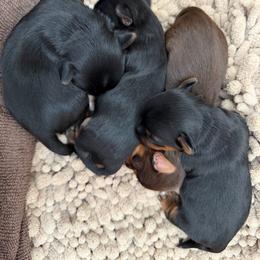 Lucy boy 1 - Chocolate and tan male Yorkshire Terrier puppy in Hudson, Florida from MCM Acres