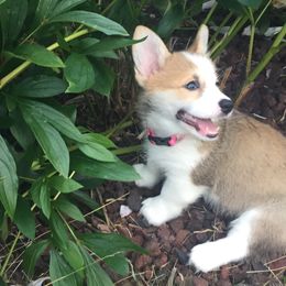 Pembroke Welsh Corgi Puppies from Rain City Corgis