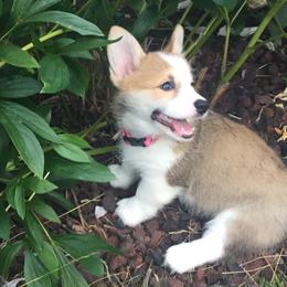 Pembroke Welsh Corgi Puppies from Rain City Corgis