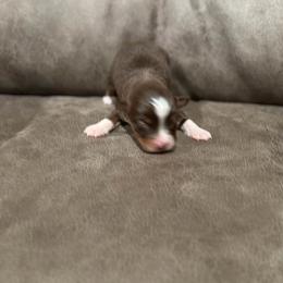 Kahula - Fall Sale - Red tri female Miniature Australian Shepherd puppy in Oronogo, Missouri from Dutton's Show Me Farms