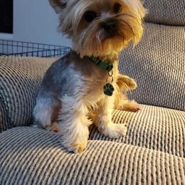 Zooky - Yorkshire Terrier