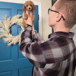 Rose - Red  female Poodle puppy in Cornelia, Georgia from Yates Family Farm