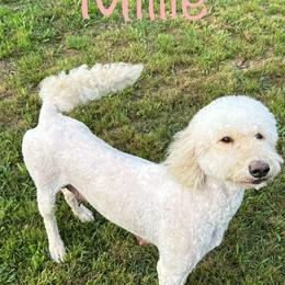Goldendoodle puppies from Double J Doodle Farm