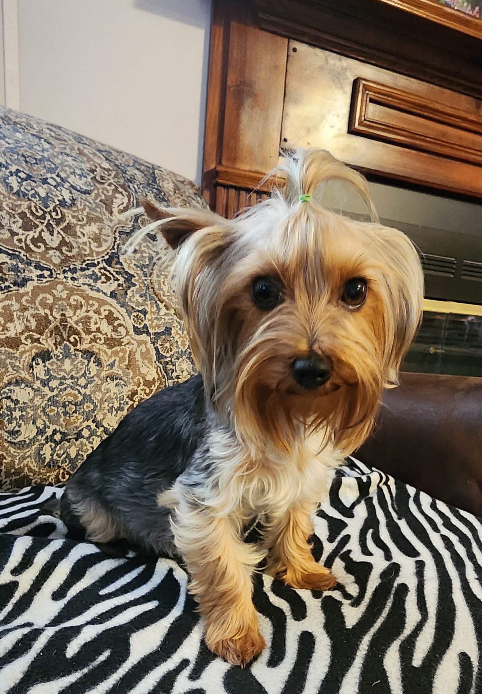 Abby - Yorkshire Terrier
