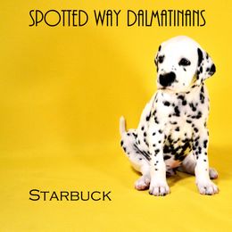 Boy 2 - Dalmatian puppy in Austin, Texas from Spotted Way Dalmatians