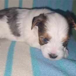 Jasper - Parti male Yorkshire Terrier puppy in Lakeland, Florida from You Me & The Yorkies
