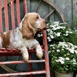 Sandy - English Springer Spaniel