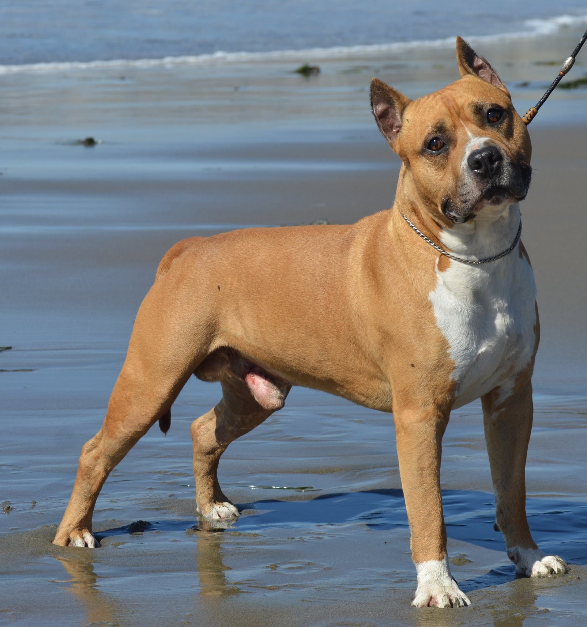 Ironstone Amstaffs in California American Staffordshire Terrier puppies Good Dog