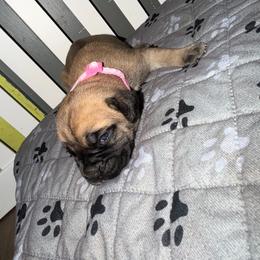 Pink girl - Fawn female Cane Corso puppy in Saluda, South Carolina from Brooks Imperial Corso