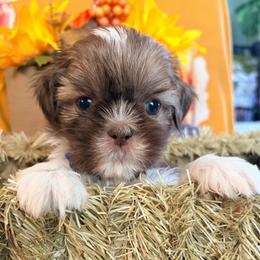 Teddy - Liver and white male Shih Tzu puppy in Hemet, California from Aloha Shih Tzu