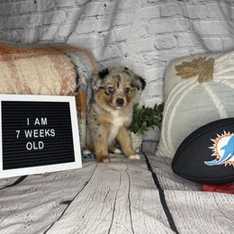 DOLPHIN - Blue merle female Miniature Australian Shepherd puppy in Peoria, Arizona from B My Sunshines Mini Aussies