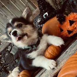 American Corgi and Pembroke Welsh Corgi Puppies from Cascadian Space Coast Corgis LLC