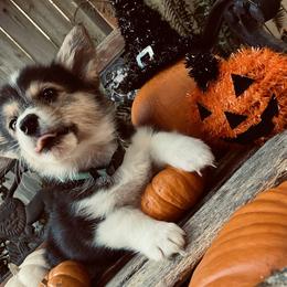 American Corgi and Pembroke Welsh Corgi Puppies from Cascadian Space Coast Corgis LLC