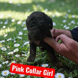 Pink Collar - Brown female Poodle puppy in Henagar, Alabama from Windy Oak Kennels