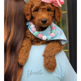 Yertle - Red  female Goldendoodle puppy in State Road, North Carolina from Must Love Doodles