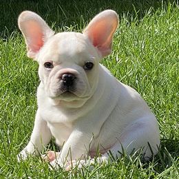 French Bulldogs from Windswept French Bulldogs