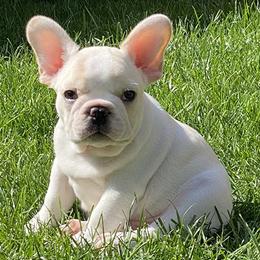 French Bulldogs from Windswept French Bulldogs