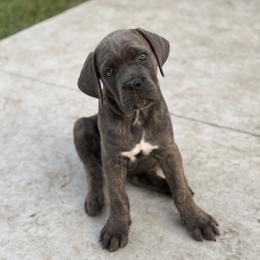 Cane Corso Puppies from Creed Cane Corso
