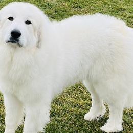 Bellini - Great Pyrenees