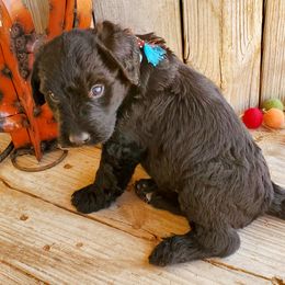 Boy 4 - Black Labradoodle puppy in Roswell, New Mexico from Sunny Day Sidekicks