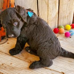 Boy 4 - Black Labradoodle puppy in Roswell, New Mexico from Sunny Day Sidekicks