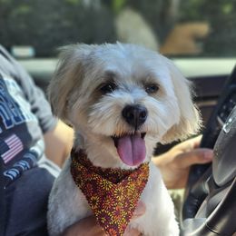 Toby - Havanese