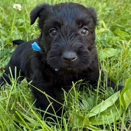 Ford - Black male Scottish Terrier puppy in Mount Joy, Pennsylvania from K&M Kennel