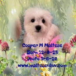 Cooper M Maltese - White male Maltese puppy in Silverhill, Alabama from Malteseuluv’s Tiny Treasurers
