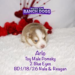Arlo - Lavender male Pomsky puppy in Humeston, Iowa from M.A.R. Dogs