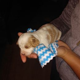 Dasher - Tan and white male Cavachon puppy in Millersburg, Ohio from My Furry Friends