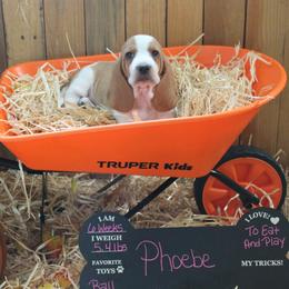 Phoebe - Lemon and white female Basset Hound puppy in Dover, Arkansas from S&S American Bassets