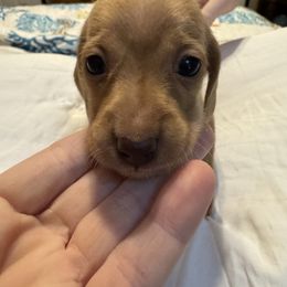 Chocolate based red female 2 - Chocolate female Dachshund puppy in Canton, Texas from Bonnie and Clyde Dachshunds