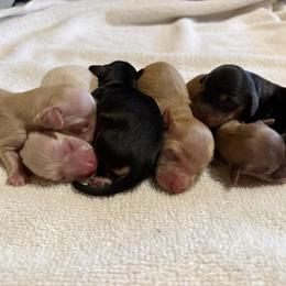 Dachshund Puppies from SWEET HONEY MINI DOXXIES