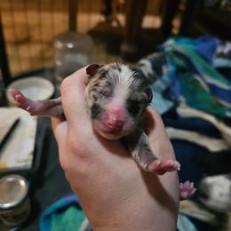 Boy 2 - Blue merle male Miniature American Shepherd puppy in New Providence, Pennsylvania from Tons of Kisses