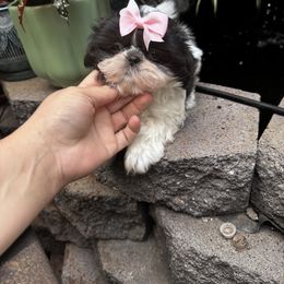 Scarlet - Black and white female Shih Tzu puppy in Apple Valley, California from Southern California Shih Tzu Palace