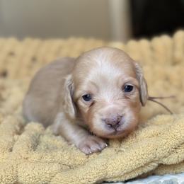Pearl - Cream female Dachshund puppy in Wharton County, Texas from Country Bumpkins