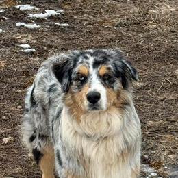 Remi - Blue merle male Australian Shepherd puppy in Ellensburg, Washington from Creekside Aussies