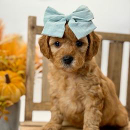 Patsy - Red  female Goldendoodle puppy in Queen Creek, Arizona from Goldendoodle AZ
