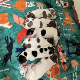 Dachshund Puppies from Hursh’s Hounds