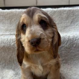 Savanah Georgia resident - Sable male Cockapoo puppy in Savannah, Georgia from Vino and Vespa Doodles