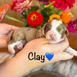 Clay - Red merle male Aussiedoodle puppy in Lancaster, Minnesota from Finney Ranch