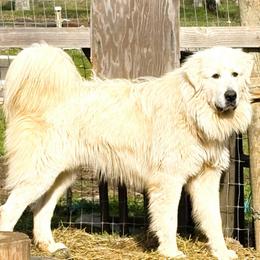 Silas - Great Pyrenees