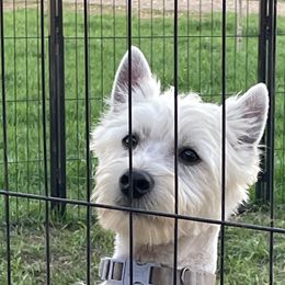 West Highland White Terriers from Ravens Nest Westies