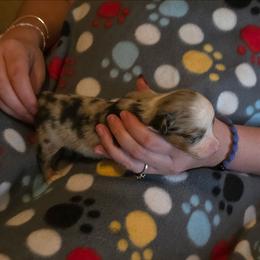 Medusa - Blue merle male Miniature Australian Shepherd puppy in Arlington, Texas from CopperHead Aussies