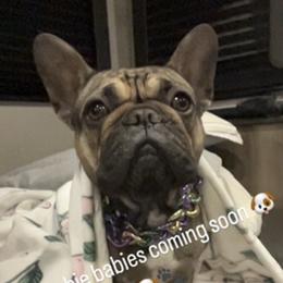 Dakota - French Bulldog
