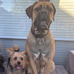 Cane Corso from Angel's Dragons