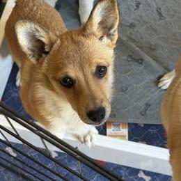 Rhea - Reddish brown female Norwegian Lundehund puppy in Franktown, Colorado from Sakari Kennels