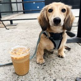 Dachshund Puppies from Little Kisses Doxies